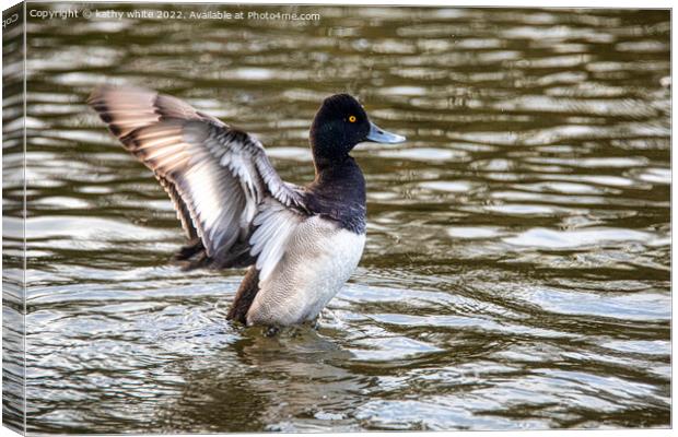 The lesser scaup  duck Canvas Print by kathy white