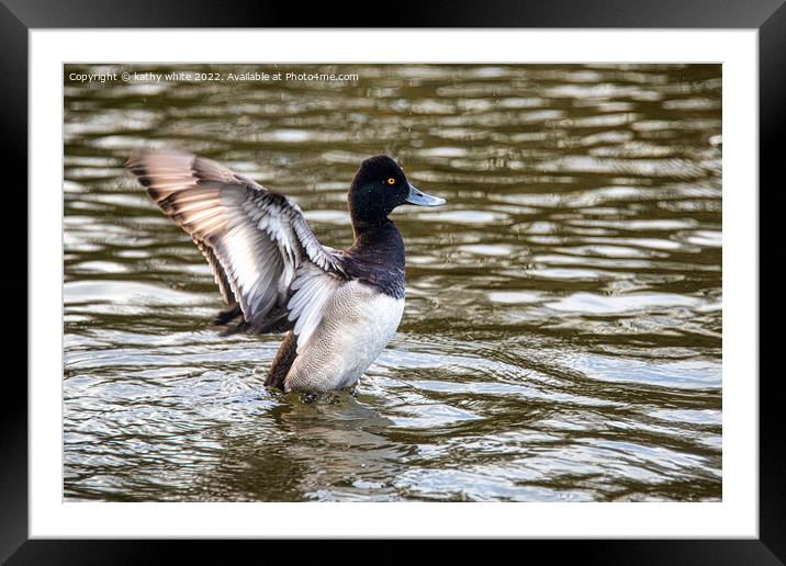 The lesser scaup  duck Framed Mounted Print by kathy white