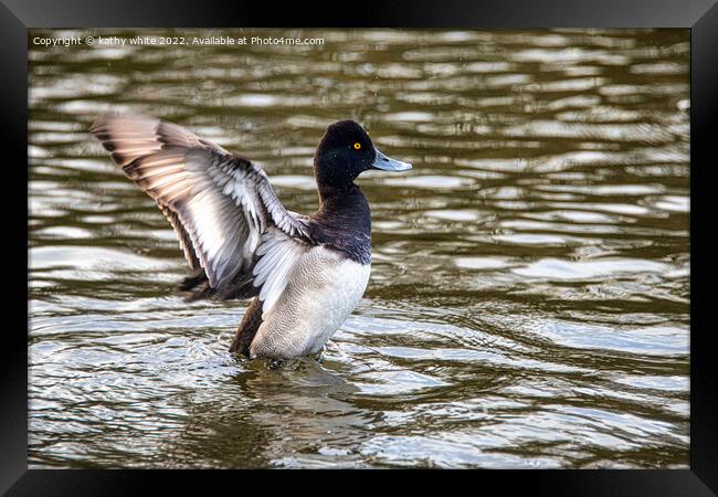The lesser scaup  duck Framed Print by kathy white