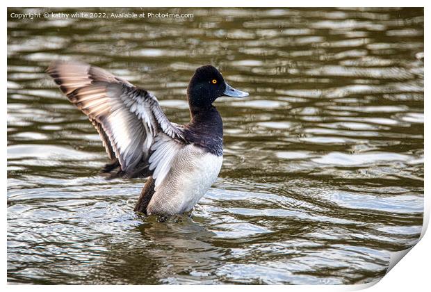 The lesser scaup  duck Print by kathy white