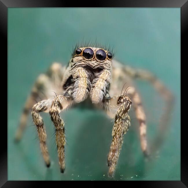 Portrait of a Zebra Jumping Spider Framed Print by Kelly Bailey