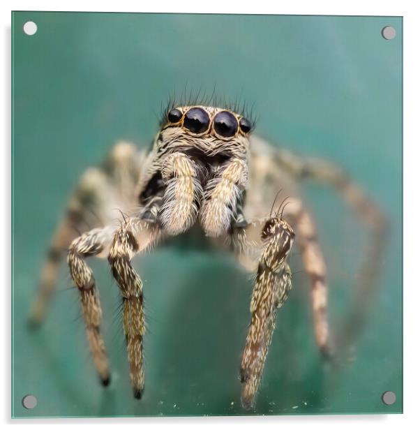 Portrait of a Zebra Jumping Spider Acrylic by Kelly Bailey