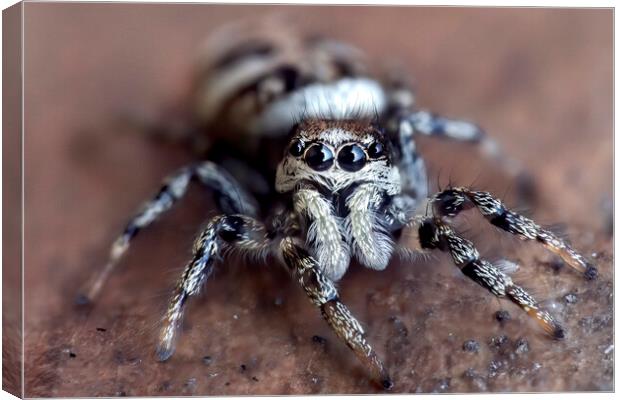 Up Close with a Zebra Jumping Spider Canvas Print by Kelly Bailey