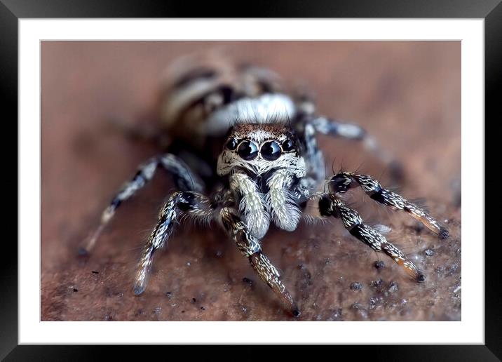 Up Close with a Zebra Jumping Spider Framed Mounted Print by Kelly Bailey