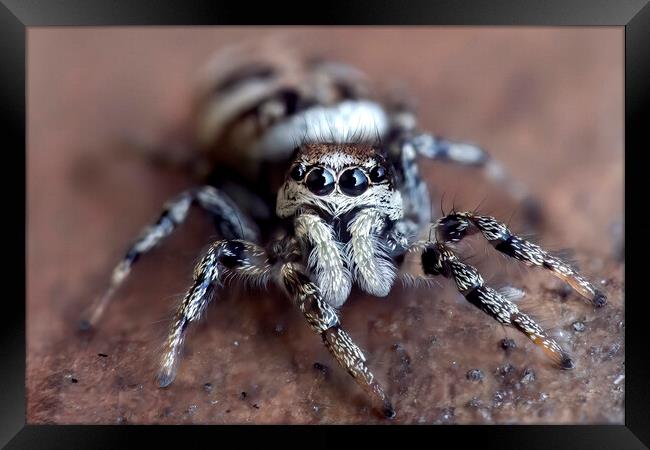 Up Close with a Zebra Jumping Spider Framed Print by Kelly Bailey