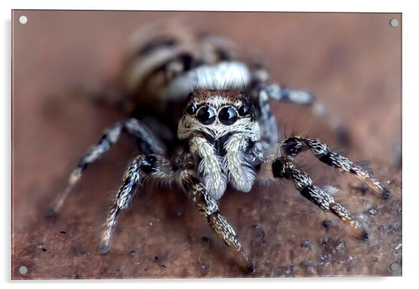 Up Close with a Zebra Jumping Spider Acrylic by Kelly Bailey