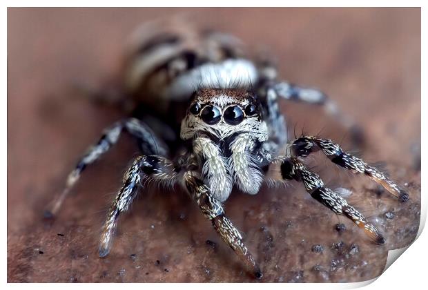 Up Close with a Zebra Jumping Spider Print by Kelly Bailey