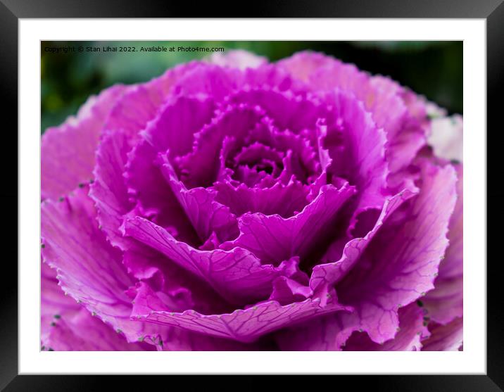 Pink cabbage leaves Framed Mounted Print by Stan Lihai