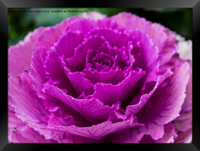 Pink cabbage leaves Framed Print by Stan Lihai
