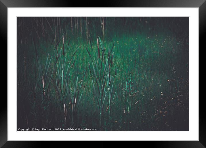 In the reed Framed Mounted Print by Ingo Menhard