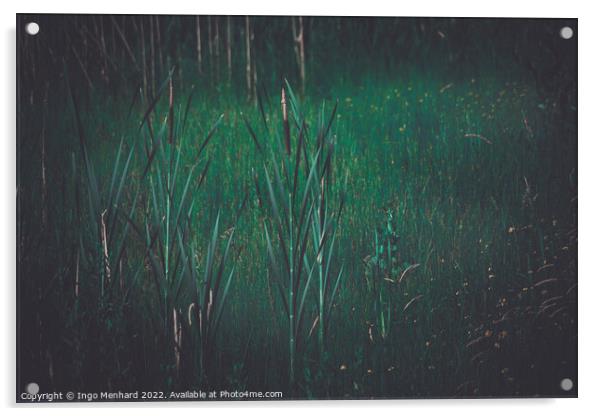 In the reed Acrylic by Ingo Menhard