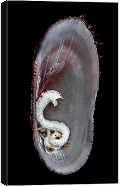 Open Sea Shell Marine with Black Background Canvas Print by Maggie Bajada