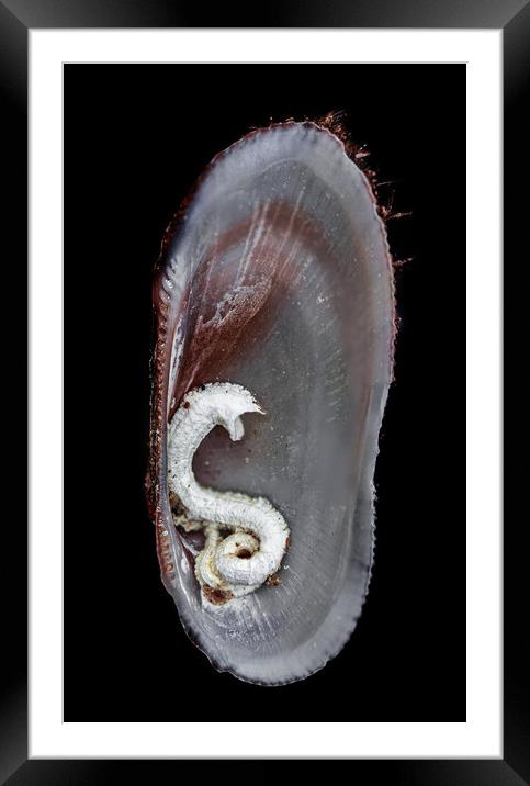 Open Sea Shell Marine with Black Background Framed Mounted Print by Maggie Bajada