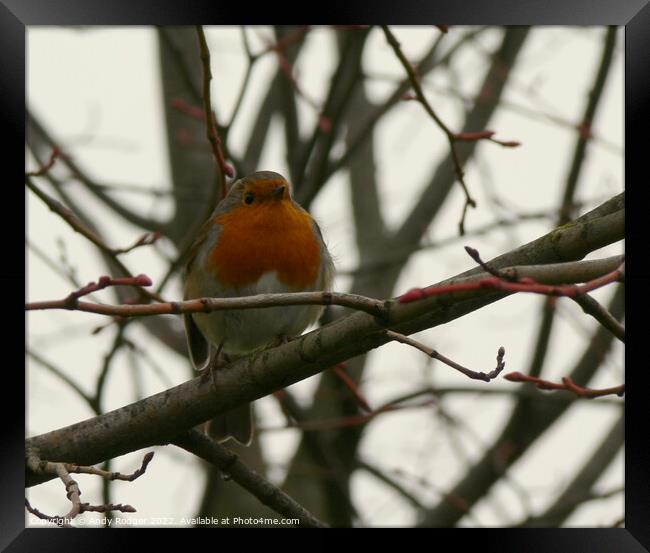 Winter Robin (Erithacus rubecula) Framed Print by Andy Rodger