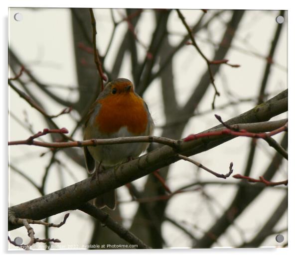 Winter Robin (Erithacus rubecula) Acrylic by Andy Rodger