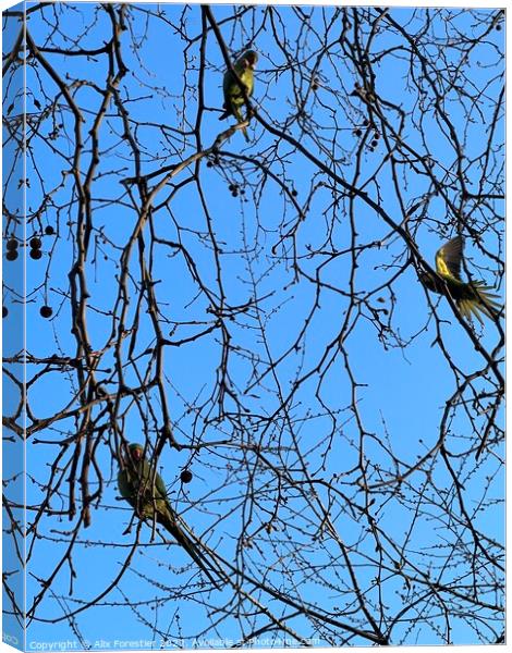 Parakeets in St James Park. Canvas Print by Alix Forestier