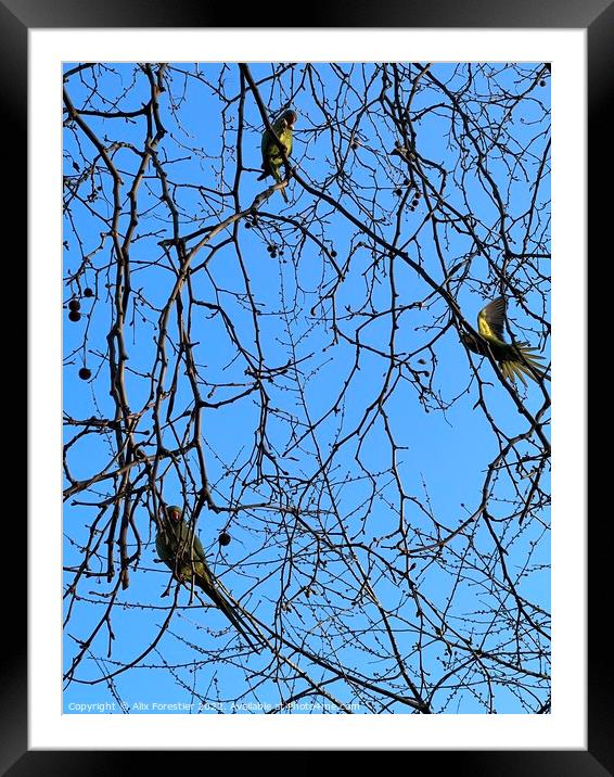 Parakeets in St James Park. Framed Mounted Print by Alix Forestier