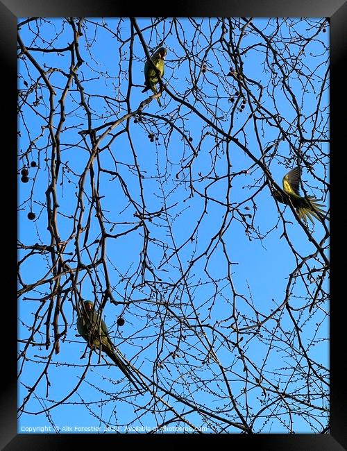 Parakeets in St James Park. Framed Print by Alix Forestier
