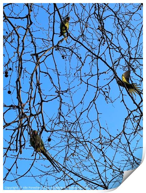 Parakeets in St James Park. Print by Alix Forestier