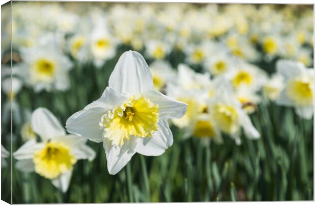 White daffodils at spring Canvas Print by Jason Wells