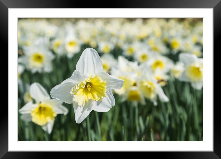 White daffodils at spring Framed Mounted Print by Jason Wells