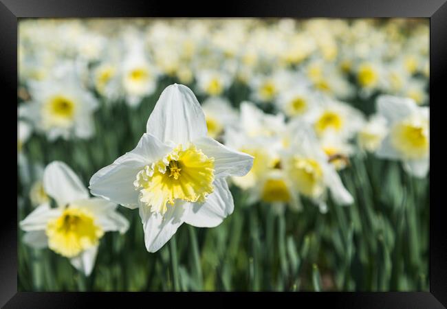 White daffodils at spring Framed Print by Jason Wells