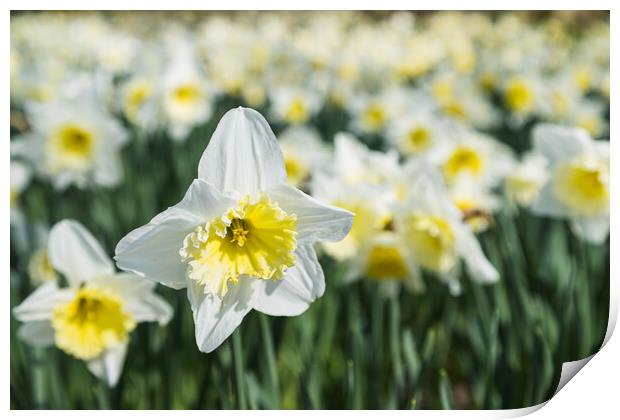 White daffodils at spring Print by Jason Wells