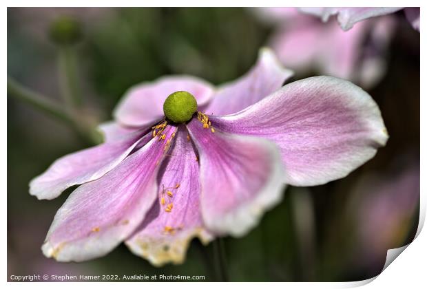 Japanese Anemone Print by Stephen Hamer