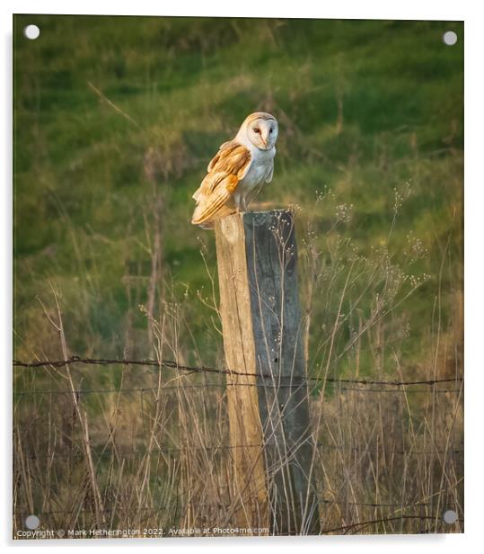 Barn Owl in Cumbria, UK Acrylic by Mark Hetherington