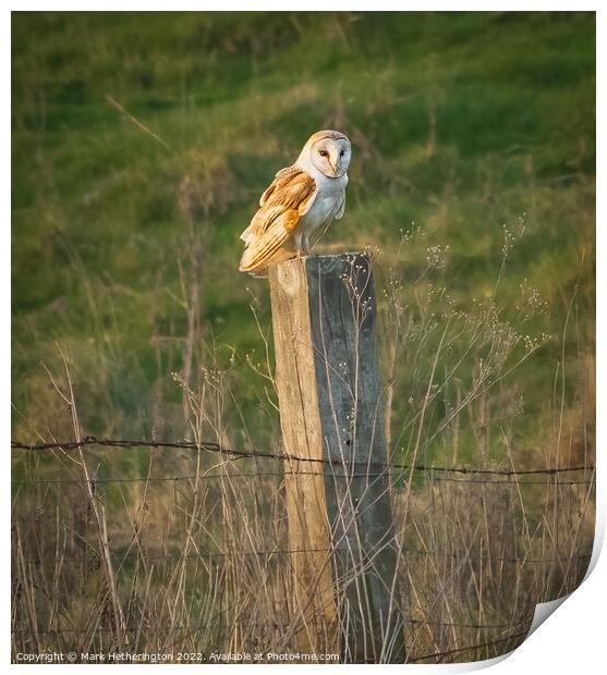 Barn Owl in Cumbria, UK Print by Mark Hetherington