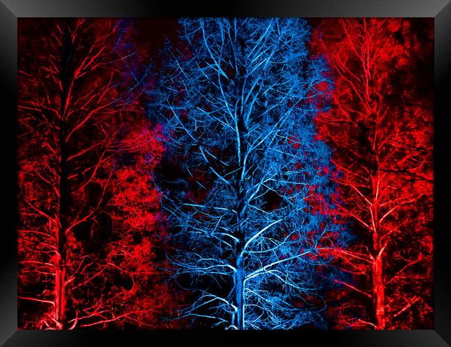 Trees in Blue & Red Framed Print by David Jeffery