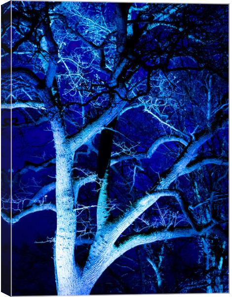 Tree in Blue Canvas Print by David Jeffery