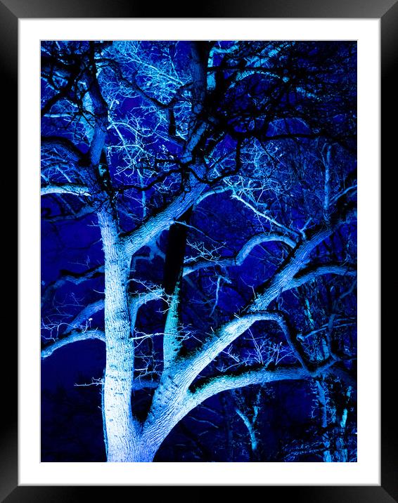 Tree in Blue Framed Mounted Print by David Jeffery