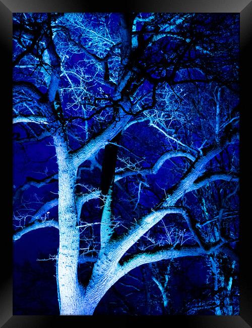 Tree in Blue Framed Print by David Jeffery