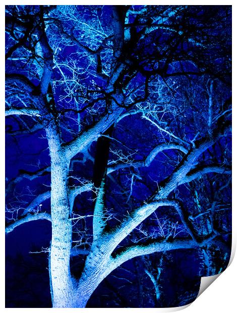 Tree in Blue Print by David Jeffery