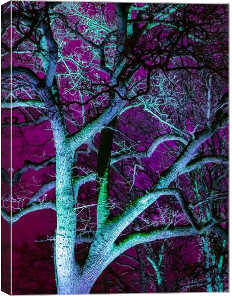 Tree in Purple Canvas Print by David Jeffery