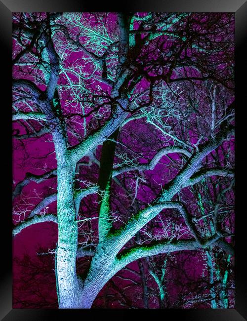 Tree in Purple Framed Print by David Jeffery