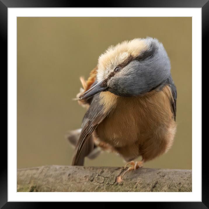Nuthatch preening Framed Mounted Print by Jonathan Thirkell