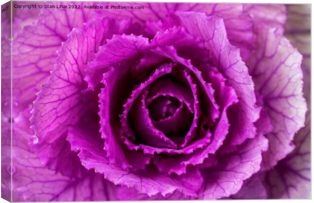 Pink cabbage Canvas Print by Stan Lihai