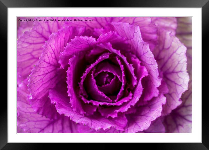 Pink cabbage Framed Mounted Print by Stan Lihai