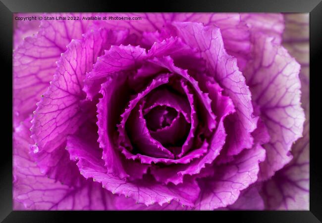 Pink cabbage Framed Print by Stan Lihai