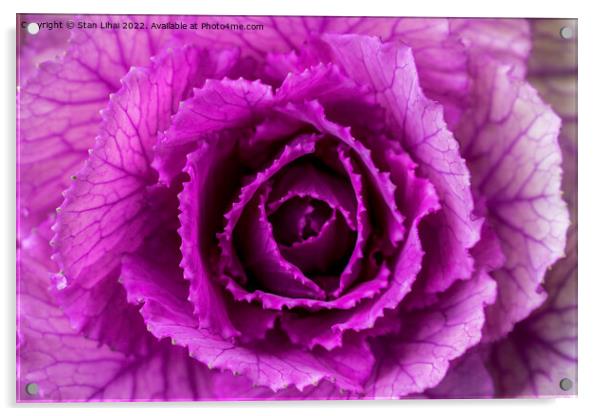 Pink cabbage Acrylic by Stan Lihai