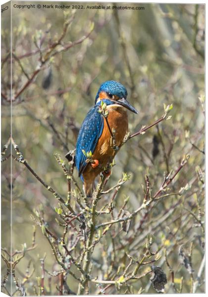 Kingfisher on Alert Canvas Print by Mark Rosher