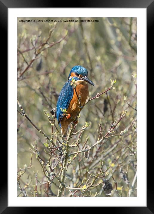 Kingfisher on Alert Framed Mounted Print by Mark Rosher