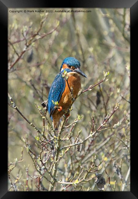 Kingfisher on Alert Framed Print by Mark Rosher