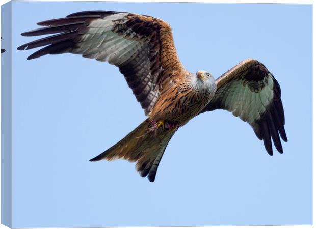 Red Kite in flight. Canvas Print by Tommy Dickson