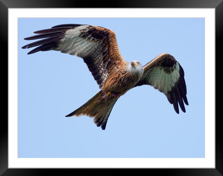 Red Kite in flight. Framed Mounted Print by Tommy Dickson