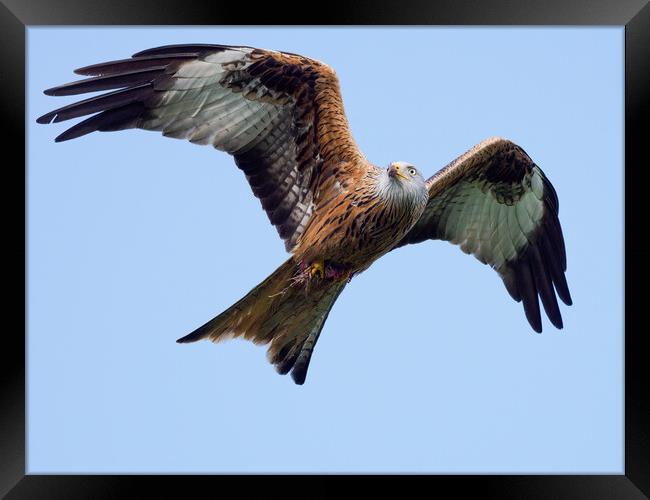 Red Kite in flight. Framed Print by Tommy Dickson