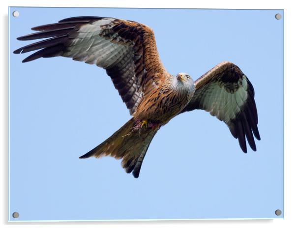 Red Kite in flight. Acrylic by Tommy Dickson