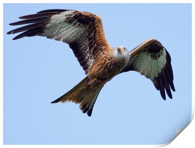 Red Kite in flight. Print by Tommy Dickson